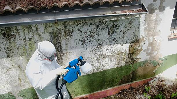 Trusted Black Mold Removal service in Cibolo, TX - Cheap Mold Removal